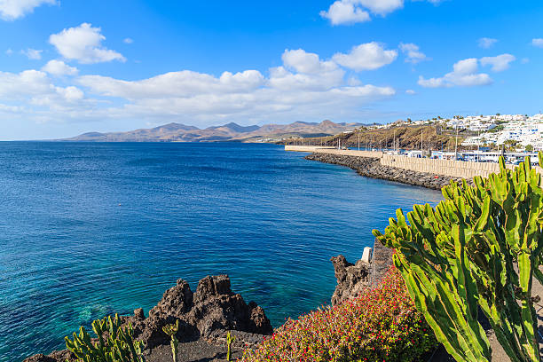 istock Cactus plants in seaside Puerto del Carmen 543808878