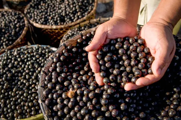 Acai, the fruit from the brazilian amazon, rich in nutrients and antioxidants, is conquering the world market.