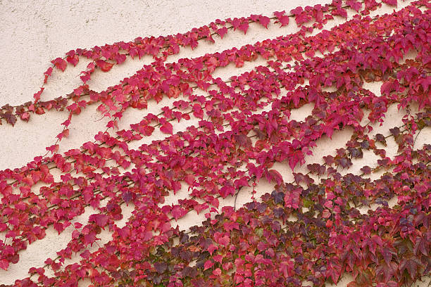 istock japanese creeper in autumn 543810328