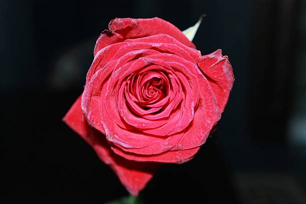 istock Closeup of a Red Rose on a Black Background 543810458