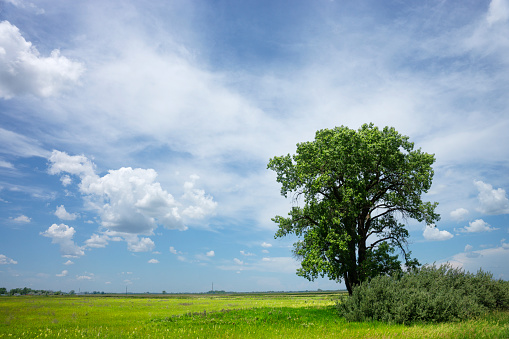 Lone cottonwood tree on flat green prairie under cloud filled blue sky in North Dakota,USA