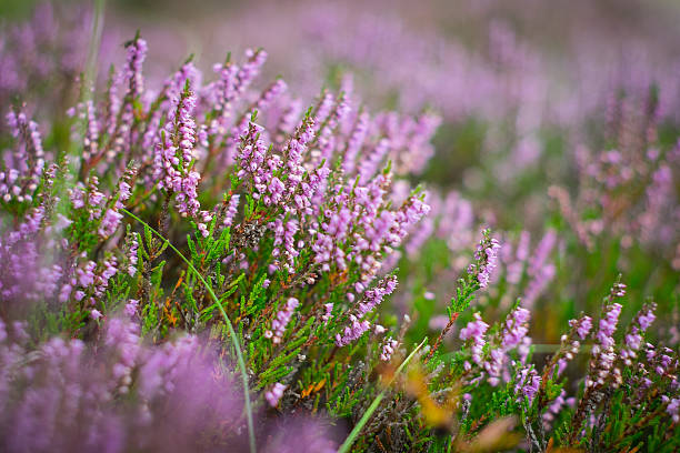 istock Blooming heather in the forest, DOF 543811106
