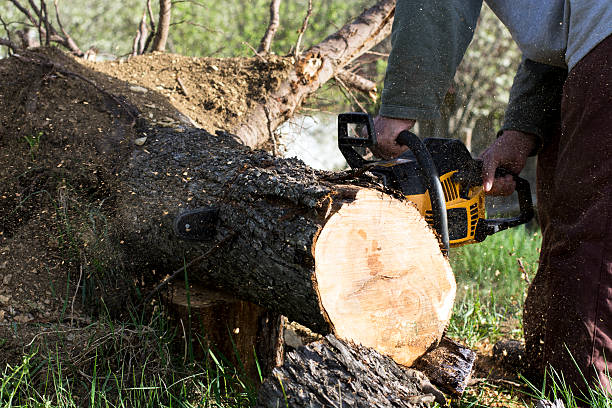 Man cuts a fallen tree Man cuts a fallen tree, dangerous work in forest chainsaw lumberjack lumber industry manual worker stock pictures, royalty-free photos & images