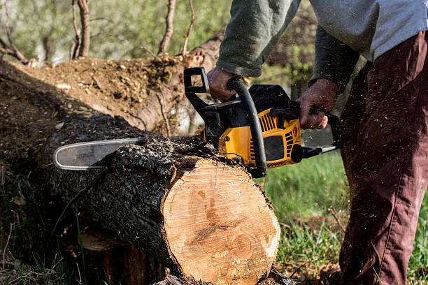 istock Man with the chain saw in the forest 543811598