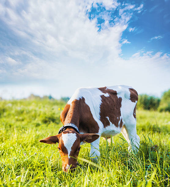 istock calf grazing on the meadow 543813368