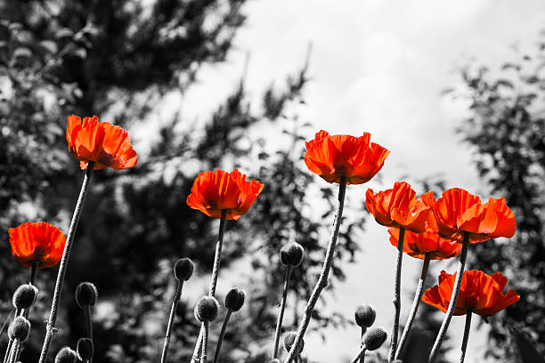 Red poppies in the graden