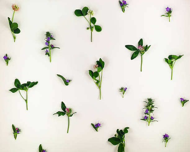istock Colorful bright pattern of wild meadow flowers on white background 543815036