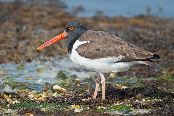istock American Oyster Catcher 543817176