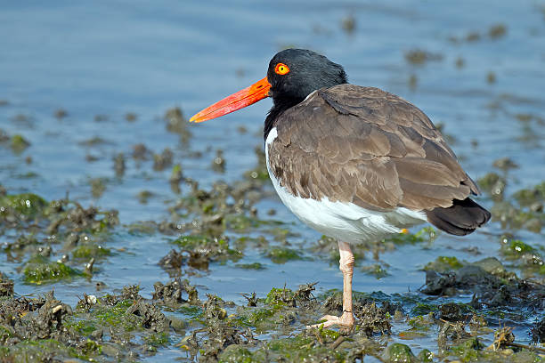 istock American Oyster Catcher 543817214