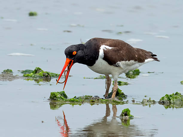 istock American Oyster Catcher 543817300