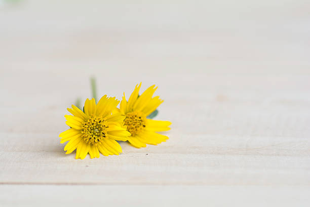 istock Yellow flowers bloom on a blurred background . 543817306