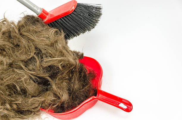 istock hair in a dustpan with broom 543818762