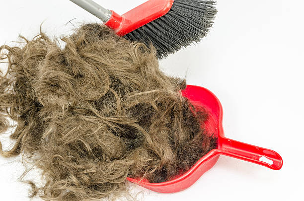 istock hair in a dustpan with broom 543818910