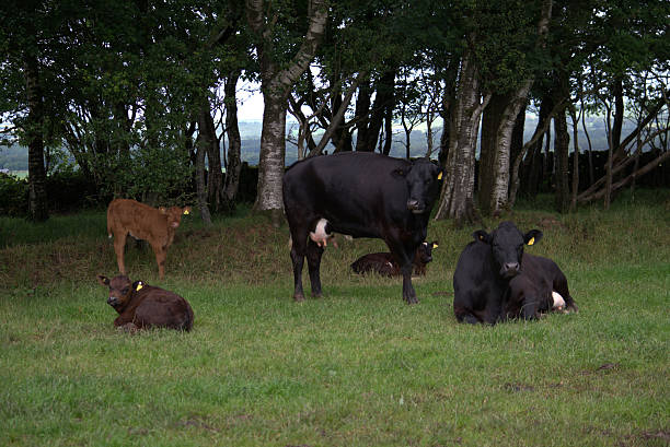 istock Field of cows and suckling calves 543819730
