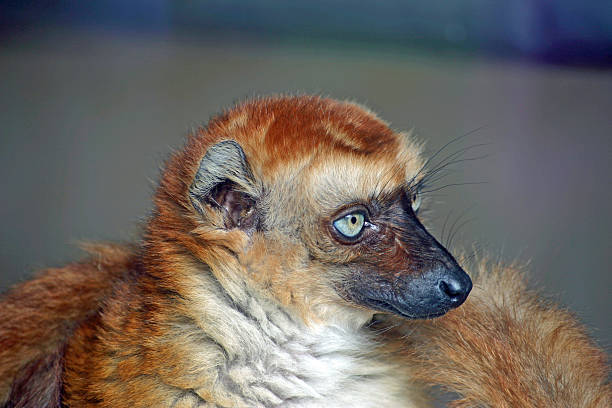 istock Blue-eyed black lemur 543820156