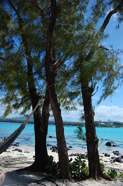Beach island hammock, in the trees
