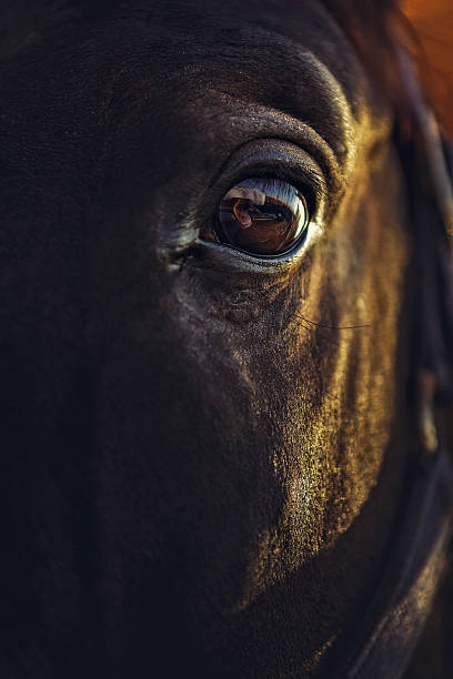 Alert horse eye