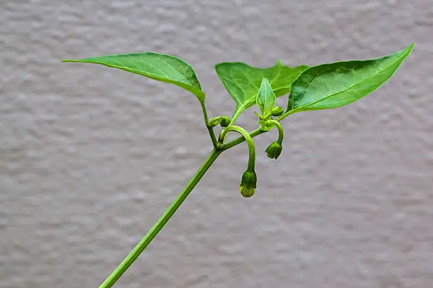Growing chilli peppers - chilli pepper plant in bud ready to flower and grow fruit.