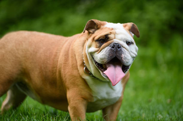 istock English Bulldog close up 543822876