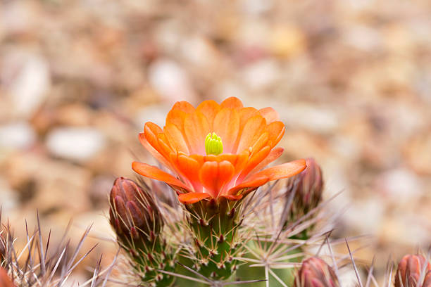 cactus flower and buds - cactus hedgehog cactus flower desert imagens e fotografias de stock