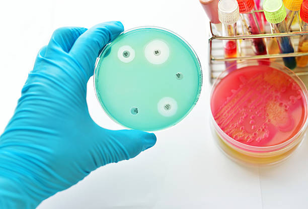 antimicrobico susceptibility test - mrsa infectious disease bacterium science foto e immagini stock