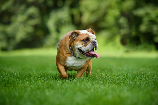 English Bulldog running around on the grass with tongue out