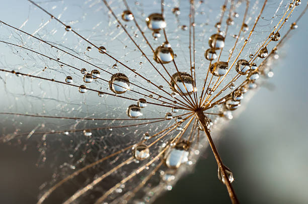 istock Puffball and the droplets 543824878