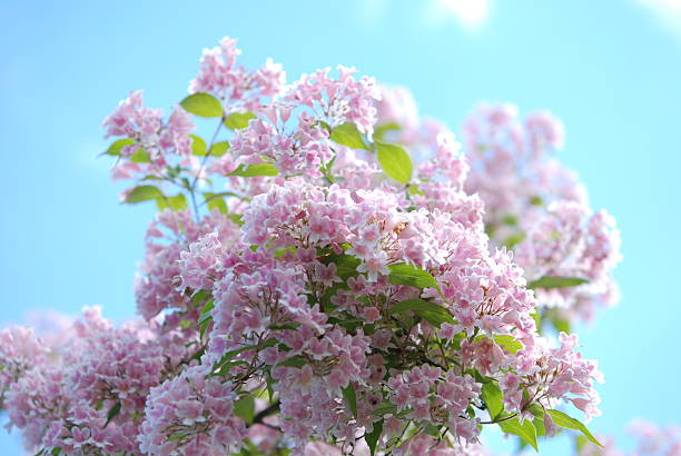 istock Pink flowers against the blue sky 543824884
