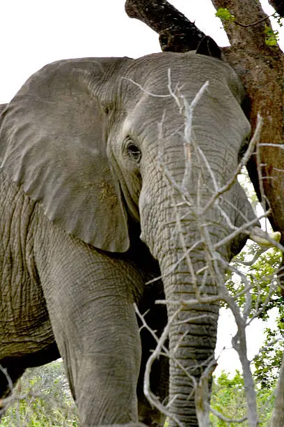 Elephant portrait by tree