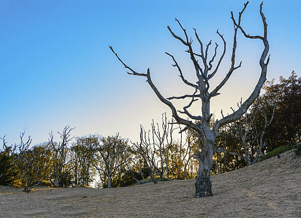 istock Group of dead trees on the sand 543826750