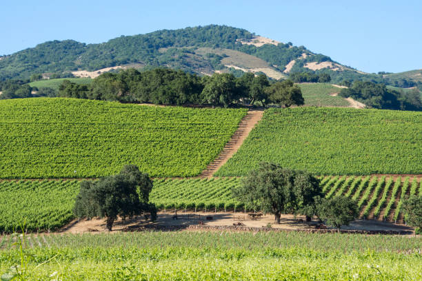 istock Sonoma wine country 543827502