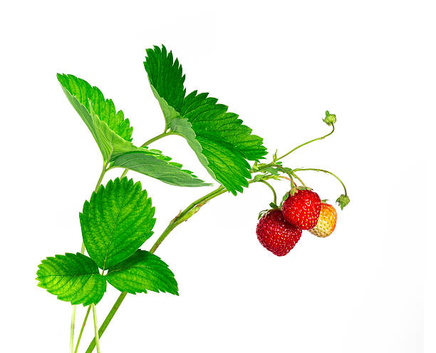 клубничный branch - strawberry plant стоковые фото и изображения