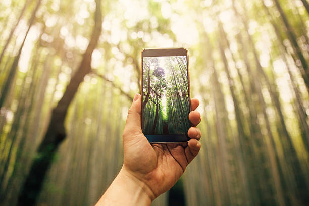 istock Taking a photo of bamboo forest 543828298