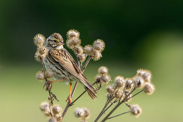 passerculus sandwichensis - passerculus fotografías e imágenes de stock