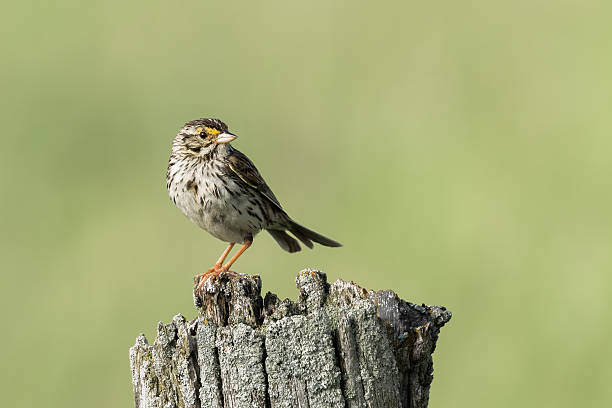 passerculus sandwichensis - passerculus fotografías e imágenes de stock