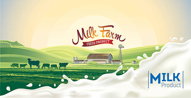 Rural landscape and splash milk. Rural morning landscape, with cow and splash of milk. herd of cows stock illustrations