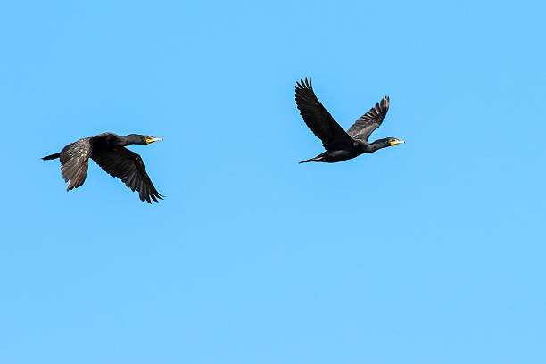 istock Double-crested Cormorants - Phalacrocorax auritus a pair in flig 543829342