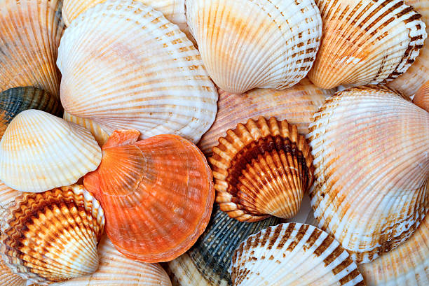 istock Shells of anadara and scallops 543829438