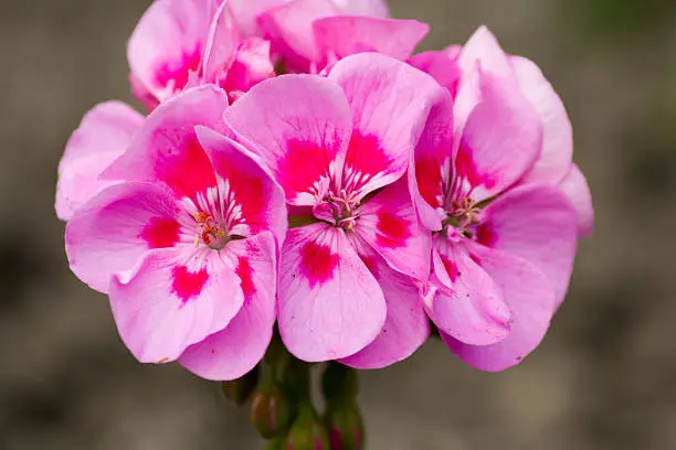 Pink colored Pelargonium, blooming in spring in a gardenPink colored Pelargonium, blooming in spring in a garden