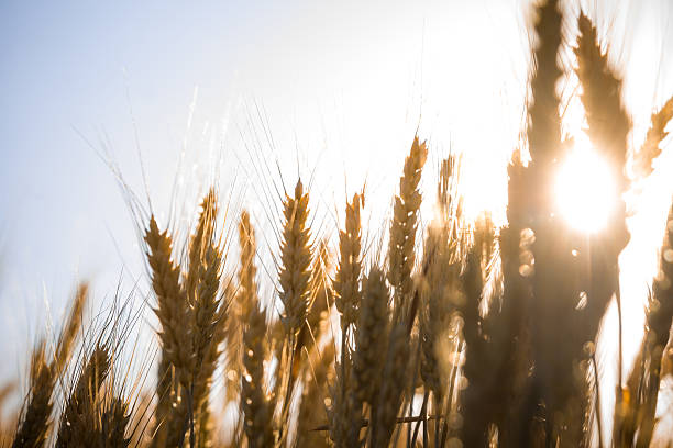 istock Wheat Growing in Field 543829960