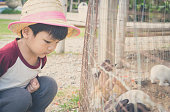日本の農場の少年は農場のウサギのウサギのバニーを養います。
