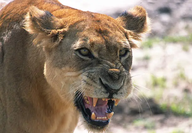 Charging forward while roaring and growling, a female lion with her ears laid back protects her four cubs in Queen Elizabeth National Park, Uganda. Lions are a threatened species.