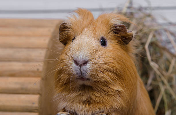 istock Portrait of red guinea pig. 543830872