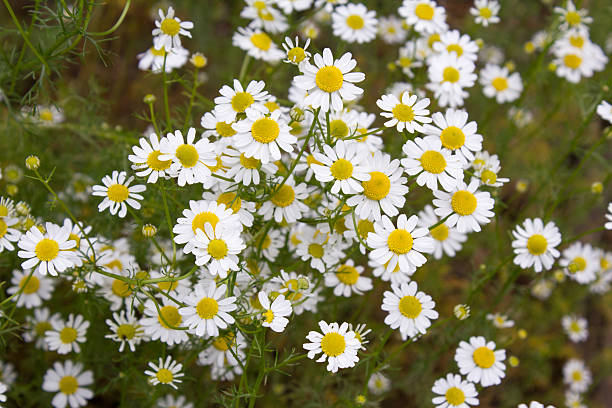 istock German tea chamomila (Chamomilla recutita) flowers on meadow 543830892