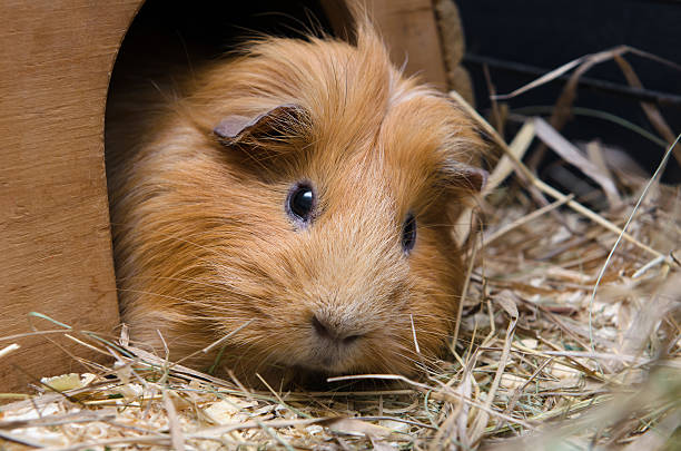 istock Portrait of red guinea pig. 543830910