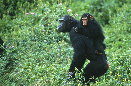 A young chimp clings to his mother walking upright through the thick foliage on Ngamba Island, a reserve for rescued chimpanzees in Lake Victoria, Uganda, Africa near Entebee.