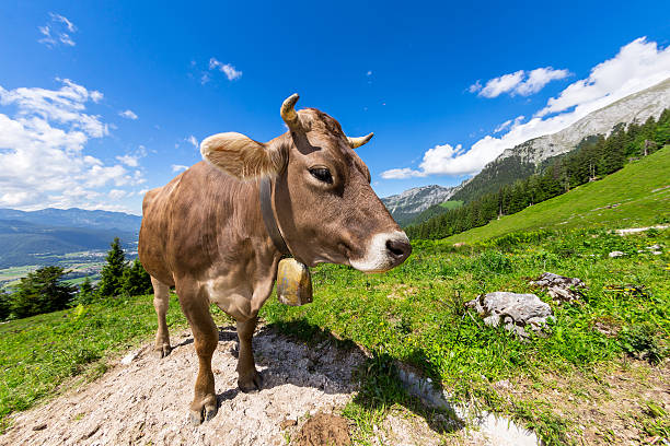 vaca marrón en paisaje de la montaña - milk european alps agriculture mountain fotografías e imágenes de stock