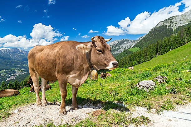 istock brown cow in mountain landscape 543831654