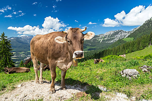 brown cow in mountain landscape - milk european alps agriculture mountain imagens e fotografias de stock