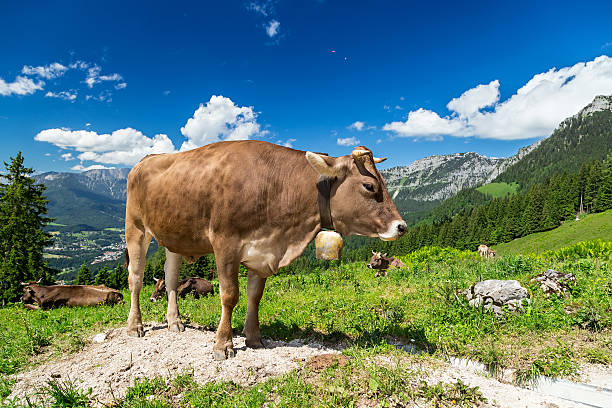 istock brown cow in mountain landscape 543831776
